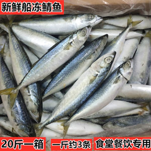 船冻青占鱼20斤野生海捕新鲜海鲜冷冻青花鱼青鱼小头鱼鲐鲅鱼包邮