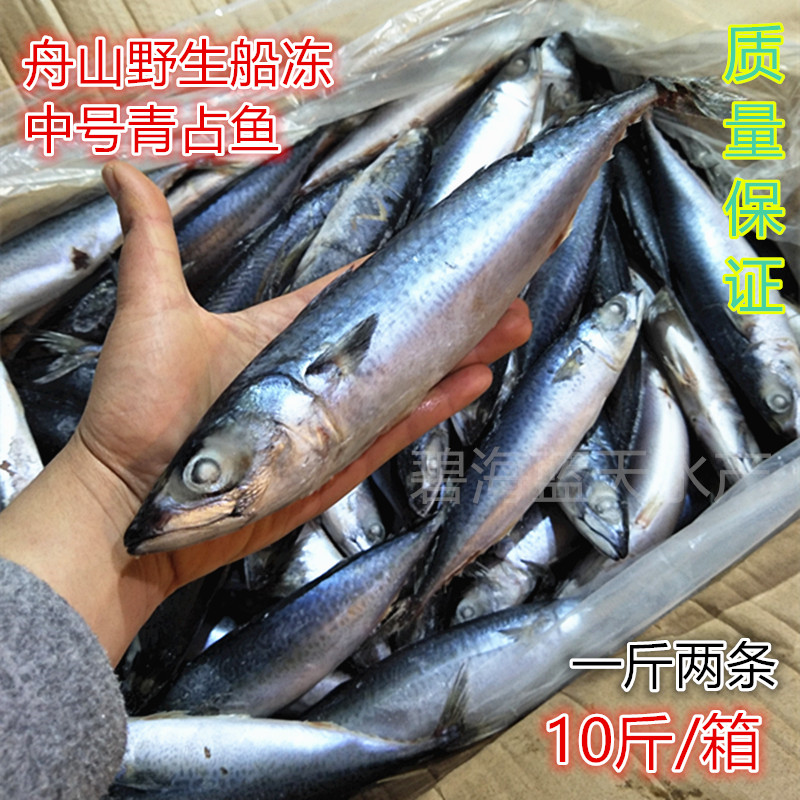 青占鱼10斤新鲜冷冻青海鲜水产