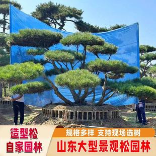 造型松树异形松黑松油松庭院风景树别墅松树泰山迎客松