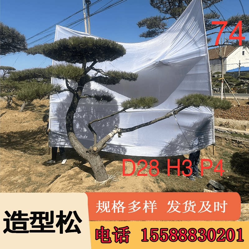 造型松树景观松树2米油松树别墅景观松造型黑松造型油松