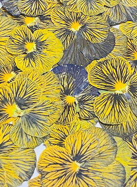 花未落森系干花压花INS虎斑角堇