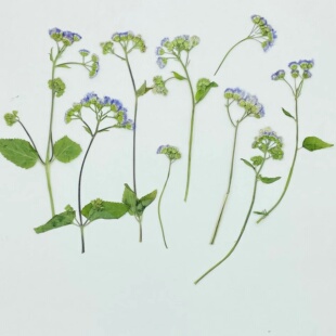 下田菊创意DIY压花台灯花材押花团扇滴胶干花pressed flowers植物