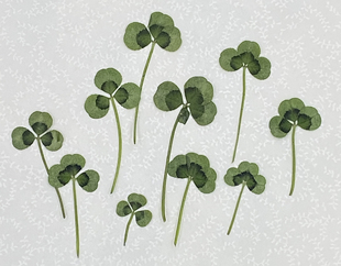 干花押花花材幸运三叶草pressed flowers 幹花押し花台灯团扇书签