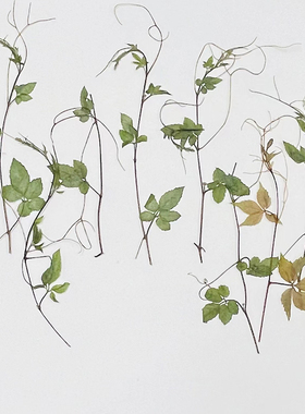 花未落INS风森系干花压花