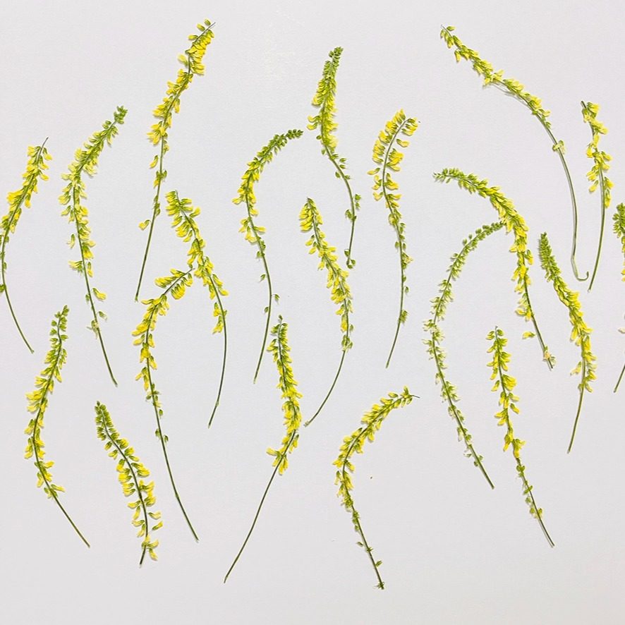 花伴礼INS风森系干花压花