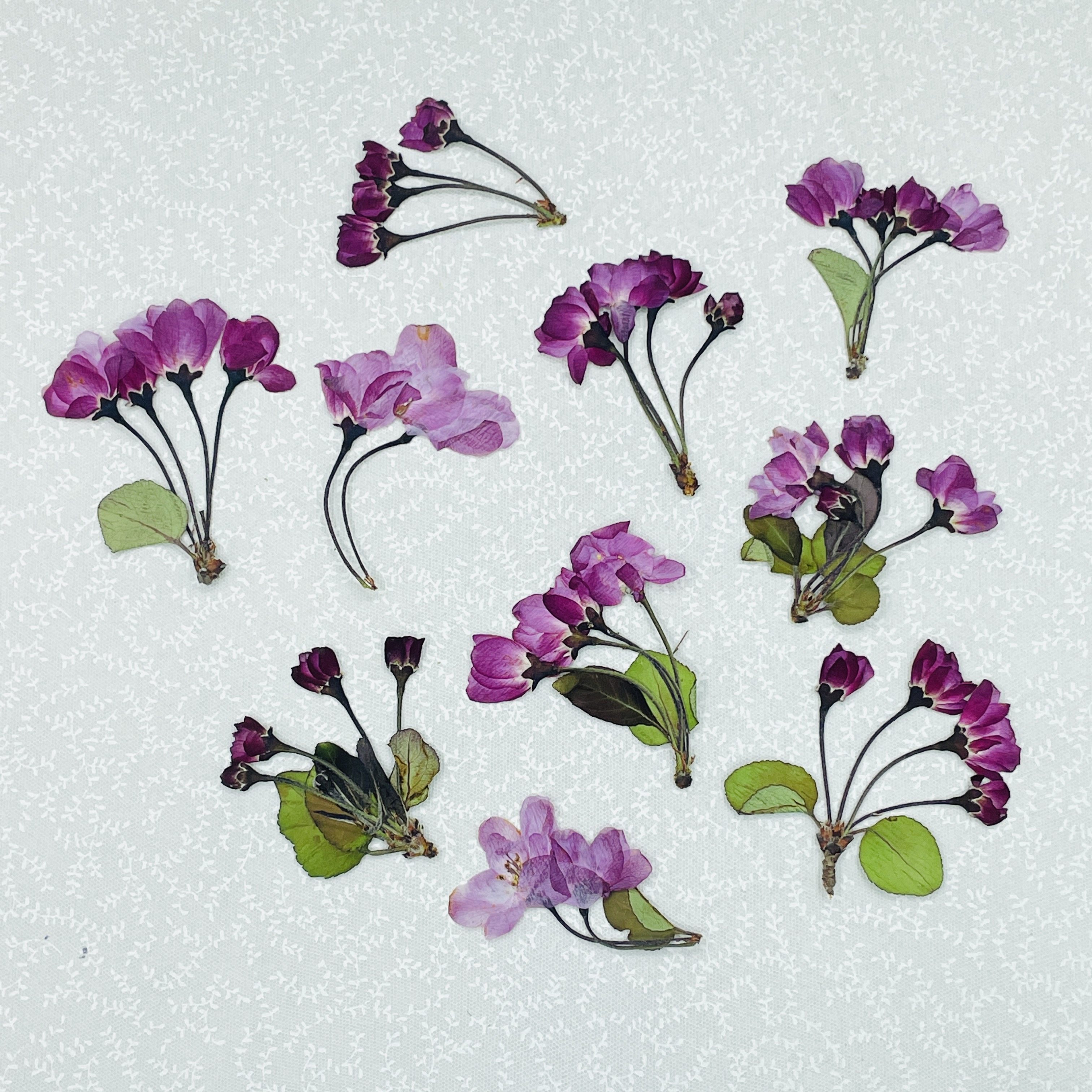 垂丝带枝多头海棠花压花干花贴脸装饰真树叶植物标本手工押花贴画