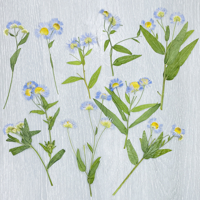 花未落INS风森系干花压花