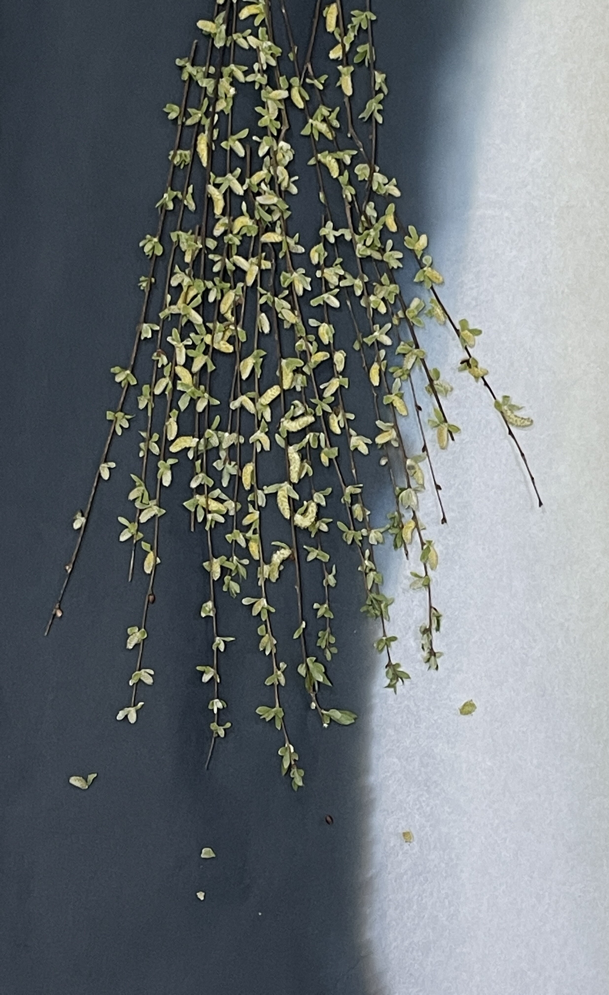 压花台灯花材押花团扇柳条杨柳芽垂柳花枝干花真花pressedflowers