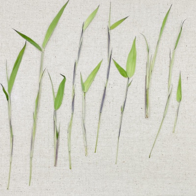 竹笋竹叶真花压花艺术干花