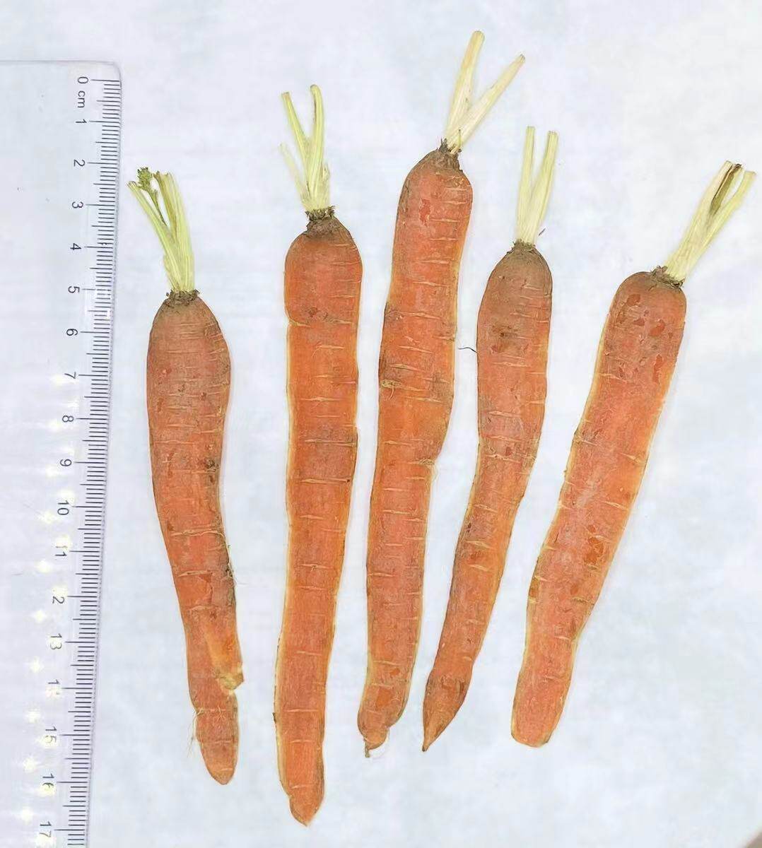 蔬菜茄子皮押花台灯蜡烛卡片书签果蔬切压花干花押し花