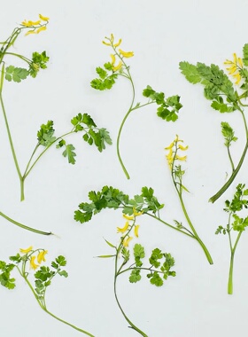花未落INS风森系干花压花