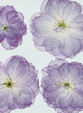 浅粉紫色樱花真花植物押花资材 pressed flowers滴胶团扇压花干花