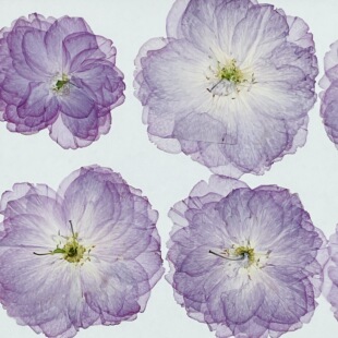 浅粉紫色樱花真花植物押花资材 pressed flowers滴胶团扇压花干花