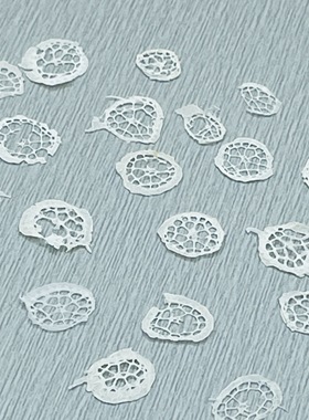 聪明谷手工教室 睡莲 干花pressed flowers幹花押し花 干花(10片)