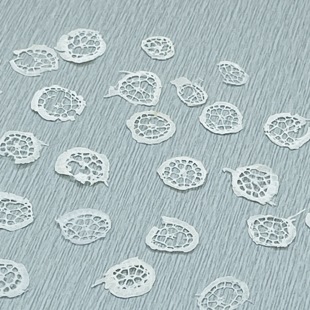 聪明谷手工教室 睡莲 干花pressed flowers幹花押し花 干花(10片)