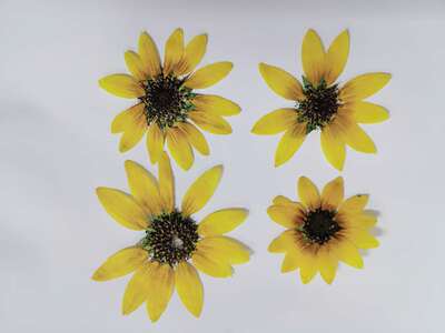 迷你向日葵聪明谷手工教室