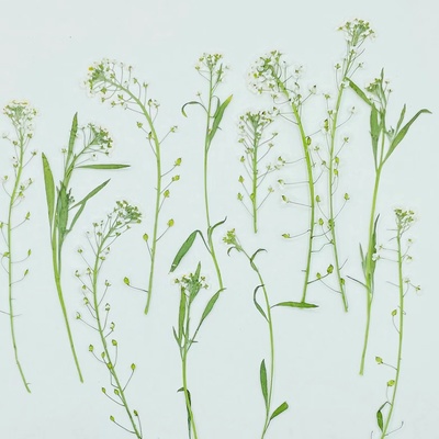 干花聪明谷手工教室压花