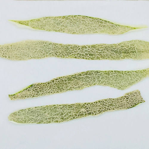花未落INS风森系压花干花