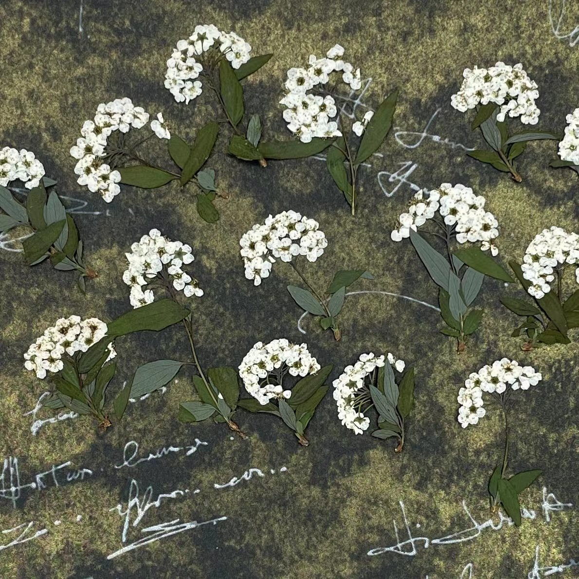 绣线菊多色干花INS押花真花天然小水仙压花DIY滴胶手机壳书签材料,鲜花速递/花卉仿真/绿植园艺,干花,淘宝优惠券,粉丝福利购,淘宝优惠卷