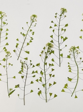 聪明谷手工教室干花荠菜花