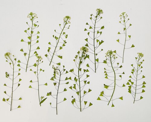 聪明谷手工教室干花荠菜花