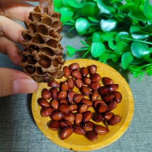 2025新货大兴安岭松树塔盐水煮松塔马尾松塔偃松咸味500克包邮