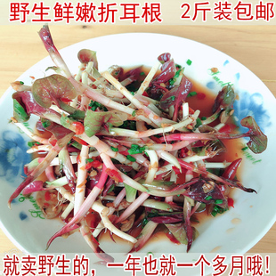 现挖现发四川野生鱼腥草新鲜嫩芽侧儿根农家节耳根贵州凉拌折耳根