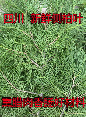 新鲜侧柏叶熏腊肉香肠