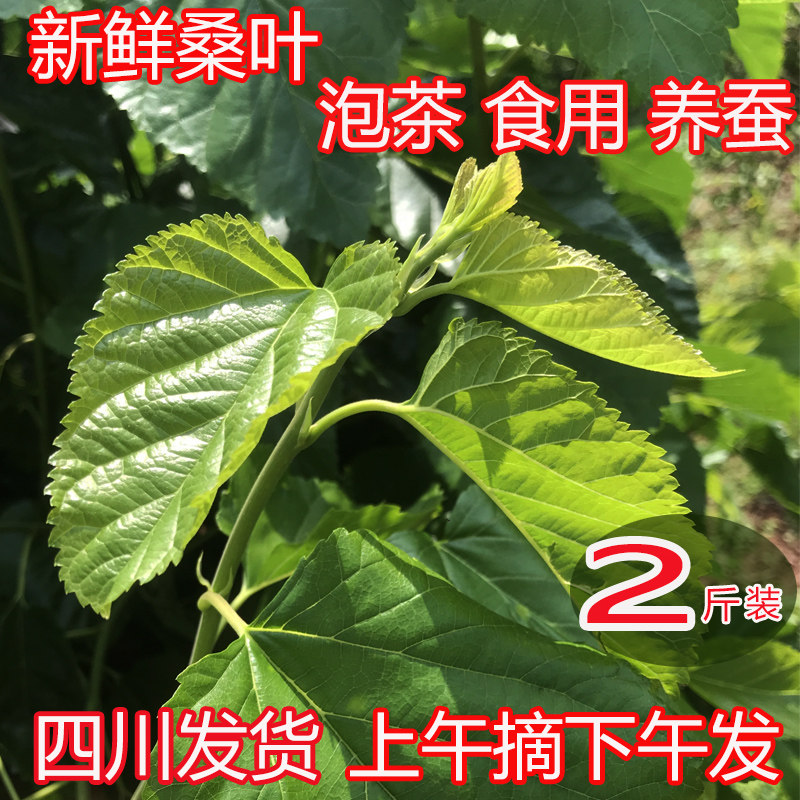 四川新鲜嫩桑叶学生蚕宝宝饲料图片