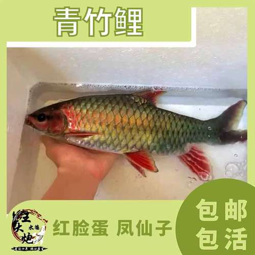 青竹鲤凤仙子原生观赏大型鱼淡水