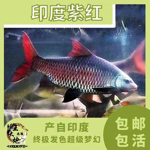 印度紫红高须鲃紫红吉罗进口吉罗高端大型观赏鱼活体包邮梦幻吉罗