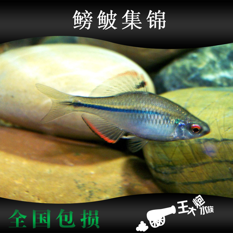 鳑鲏鱼活体高体彩石方氏鳑鲏粗纹暗色原生冷水观赏鱼活体金鱼群游