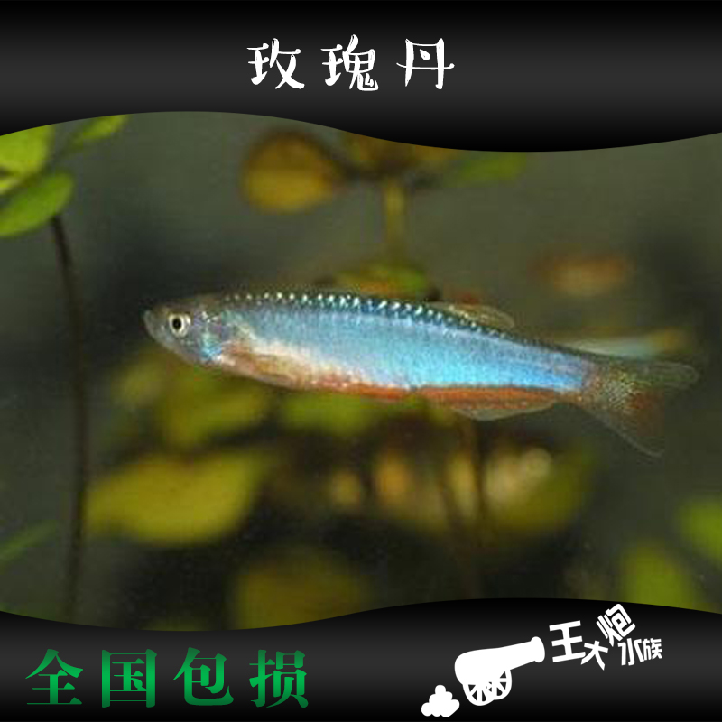 玫瑰丹鱼 金线丹大丹鱼活体原生冷水观赏鱼 热带草缸鱼溪流鱼