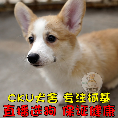 CKU犬舍柯基幼犬双血统