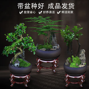 室内绿植盆栽文竹办公室桌面植物小叶紫檀黄杨罗汉松发财树真盆景