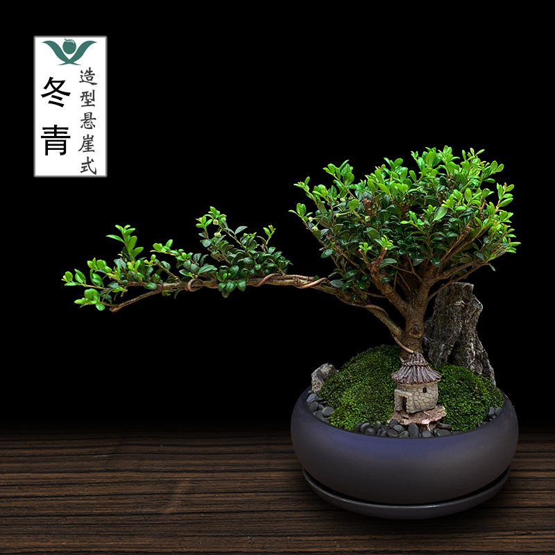 冬青造型斜飘小叶老桩米叶悬崖盆景室内茶桌开花结果盆栽绿植四季
