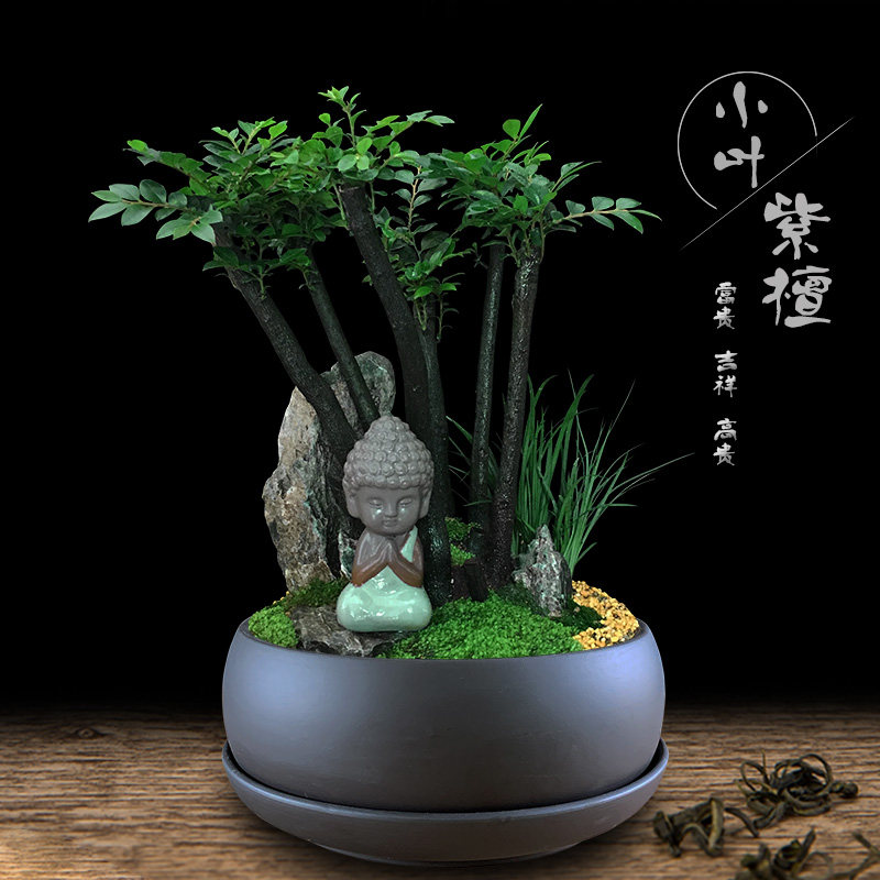 小叶紫檀盆景植物室内办公桌盆栽客厅净化空气日式微景观绿植礼品