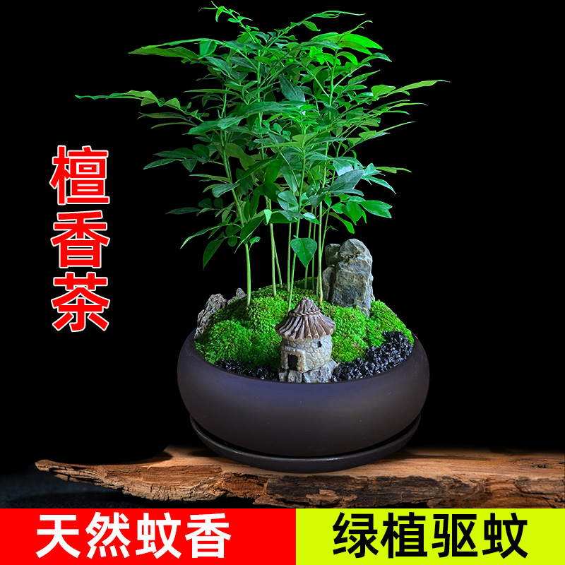 驱蚊檀香茶好养办公室桌面