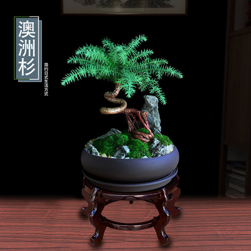 澳大利亚杉室内耐阴耐旱好养易活