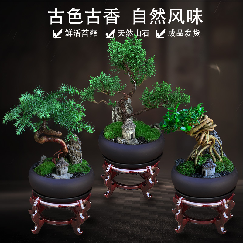 适合新手好养易活室内盆栽盆景