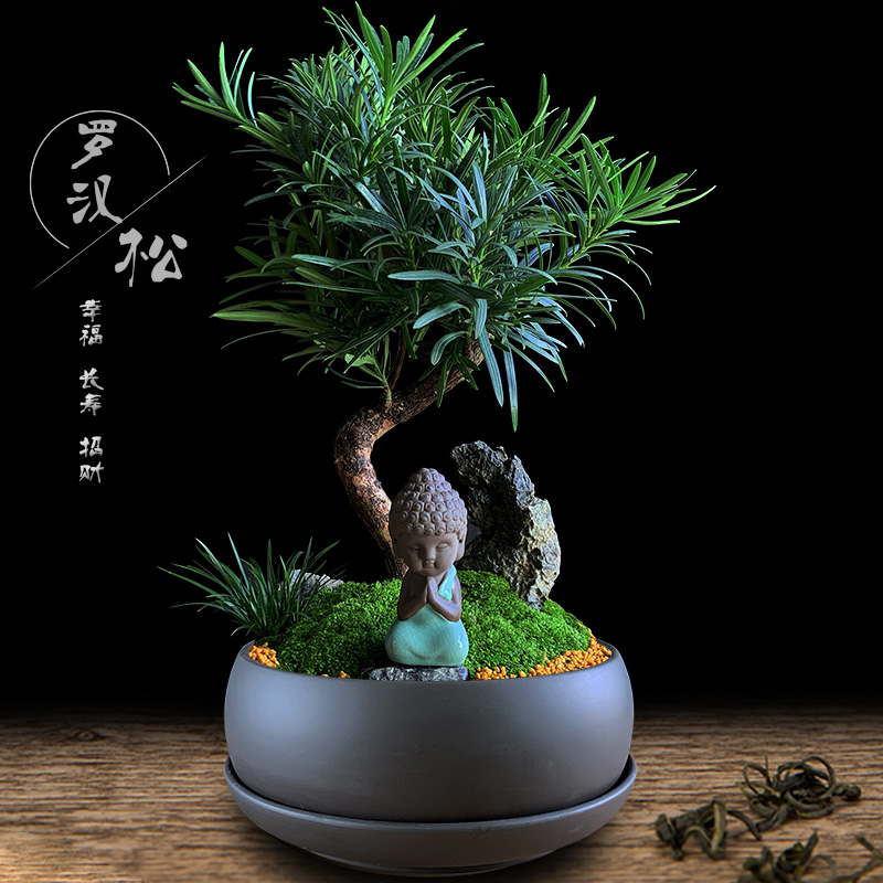 造型四季常青禅意茶室罗汉松盆景