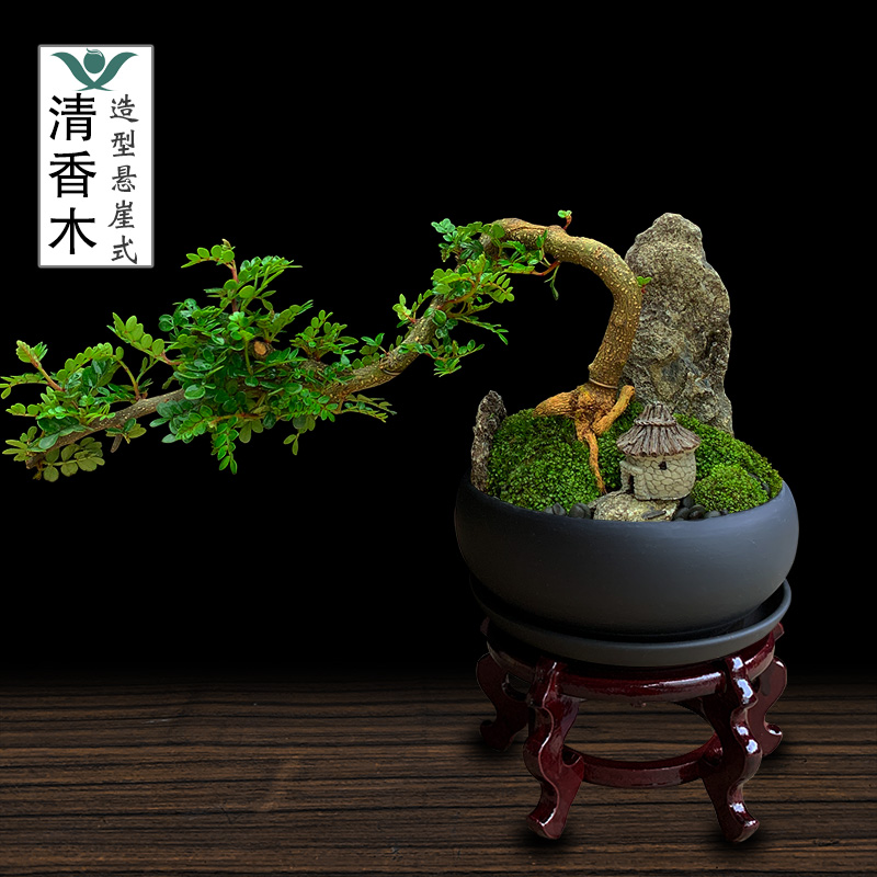 清香木悬崖造型胡椒木盆栽四季常青好养家居驱蚊草