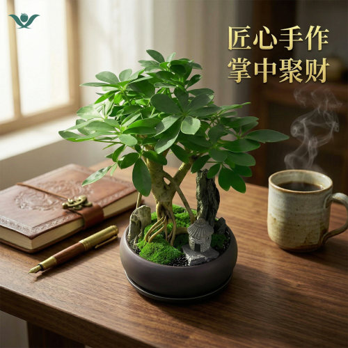 七叶莲老桩盆景招财四季常青