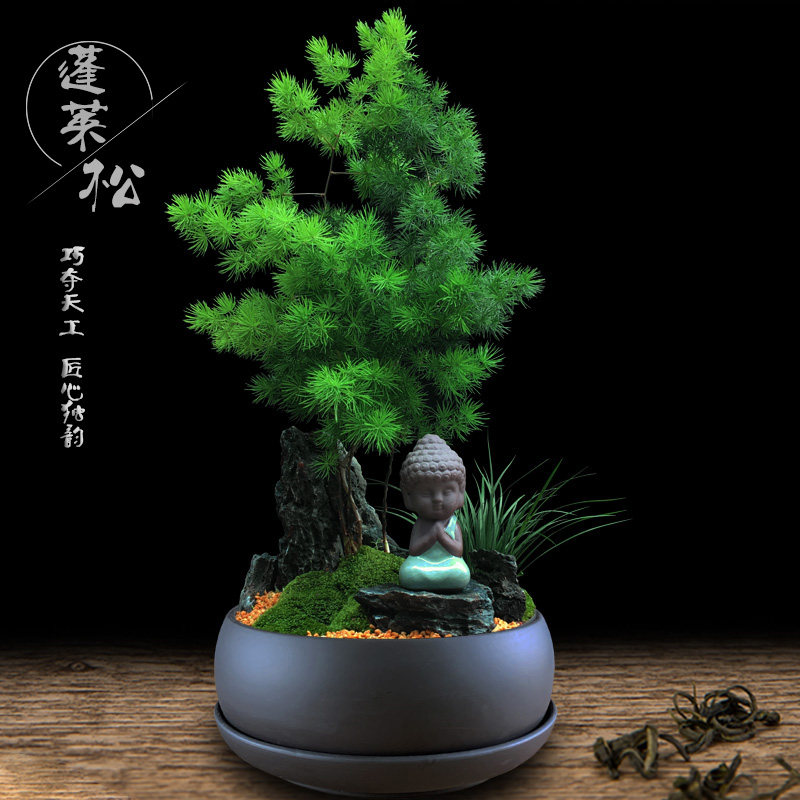 蓬莱松盆栽植物绿植室内客厅招财树花卉办公室好养易盆景旺生肖猴