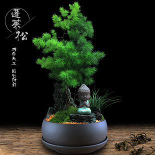 蓬莱松盆栽植物室内大客厅招财四季 绿植花卉办公室好养易活真盆景