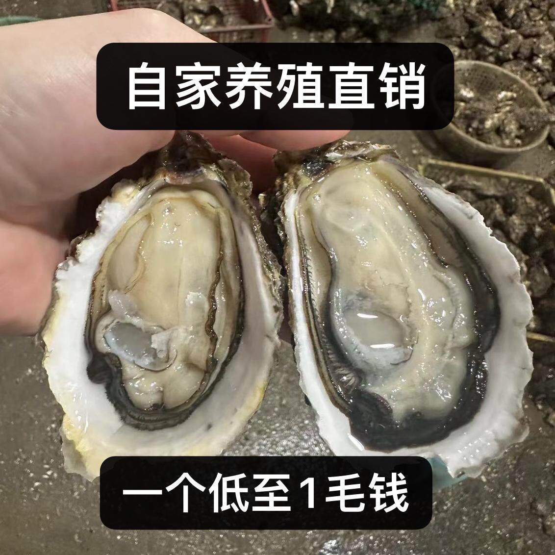 顺丰包邮牡蛎生蚝带壳牡蛎烧烤摊带壳生蚝5斤包邮