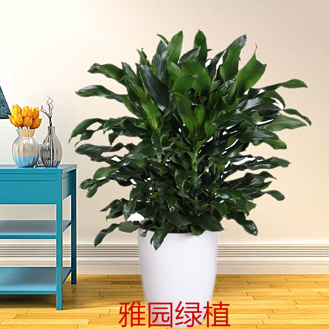 雅园绿植【时来运转】螺纹铁室内大型盆栽植物济南免费送货