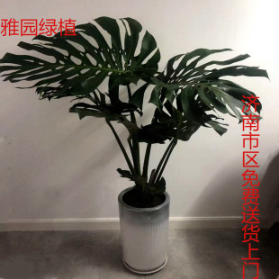 济南雅园花卉绿植济南市内免费送货装修去甲醛龟背竹室内盆栽绿植