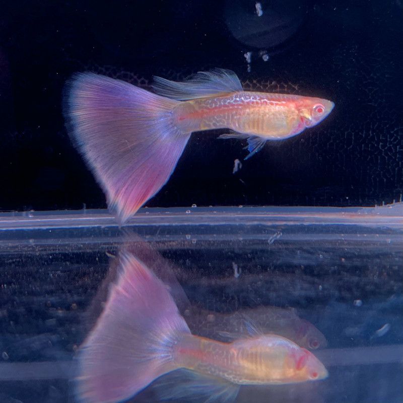 樱花粉霓虹大耳招财镇宅血红天使鱼