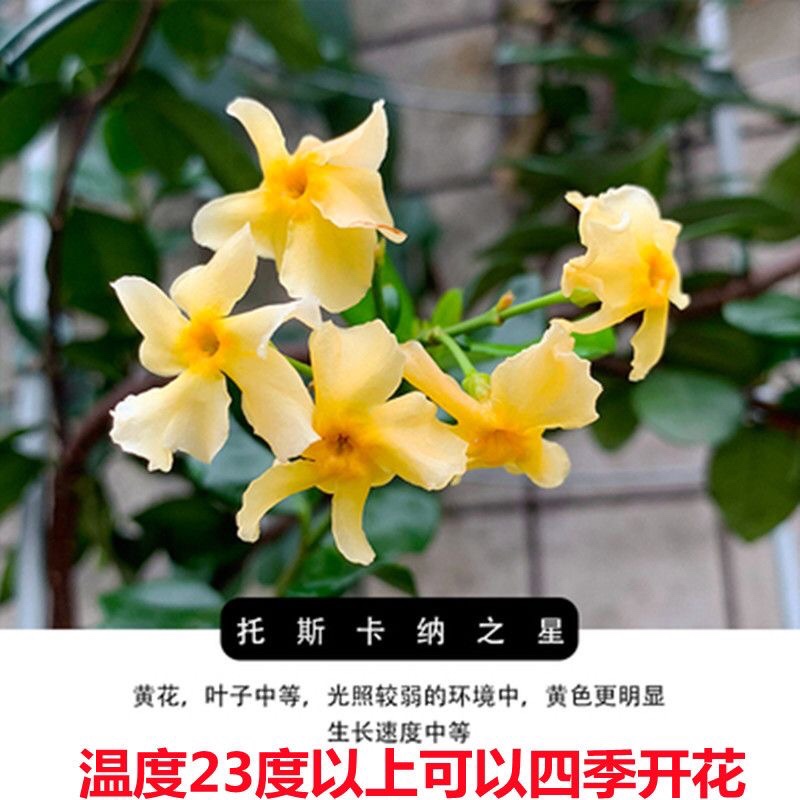 风车茉莉黄色托斯卡纳之星进口新品种爬藤耐寒花卉四季常青花期长